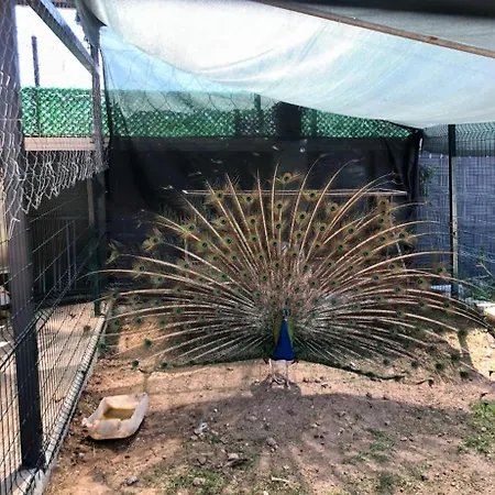 Ξενοδοχείο Apera Garden 5*